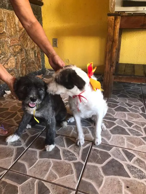 Cachorro ra a SRD idade 1 ano nome Estrela e Lua