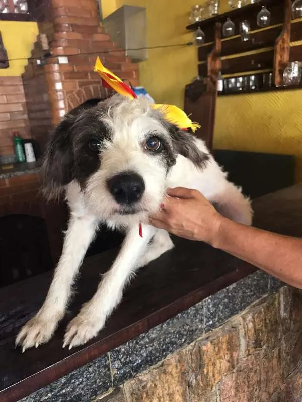 Cachorro ra a SRD idade 1 ano nome Estrela e Lua