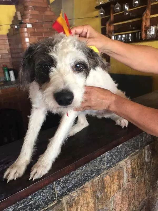 Cachorro ra a SRD idade 1 ano nome Estrela e Lua