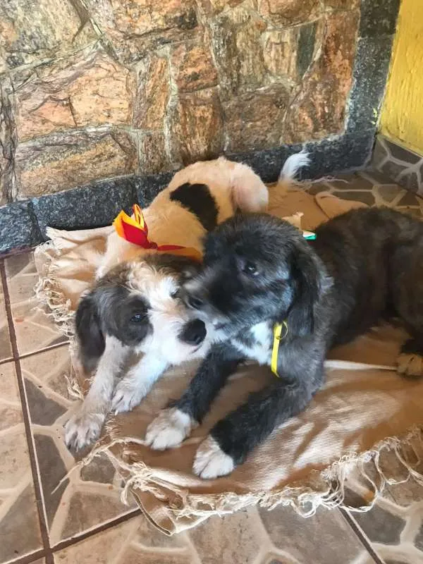 Cachorro ra a SRD idade 1 ano nome Estrela e Lua