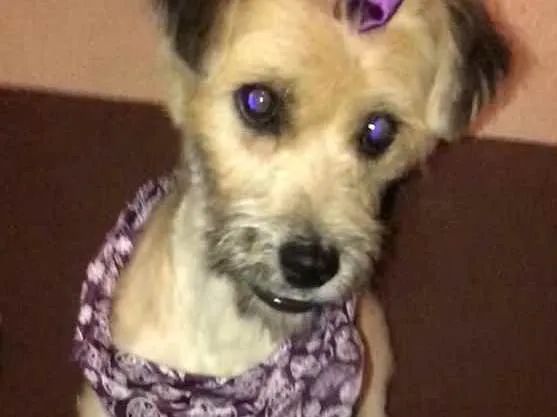 Cachorro ra a rsd idade 7 a 11 meses nome Pituca