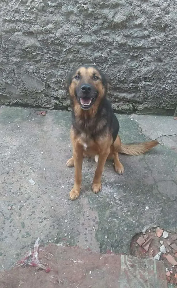 Cachorro ra a Srd com Pastor idade 3 anos nome Mayke