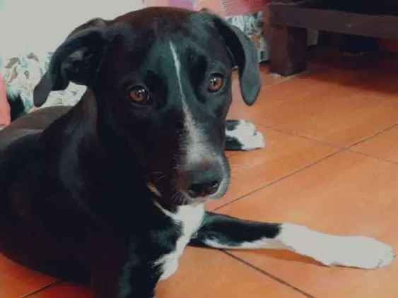 Cachorro ra a Vira Lata idade 7 a 11 meses nome Pedro