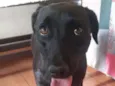 Preta
