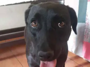 Cachorro raça Vira lata idade 2 anos nome Preta