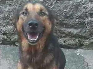 Cachorro raça Srd com Pastor idade 3 anos nome Mayke