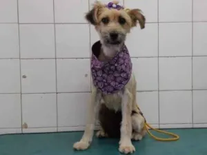 Cachorro raça rsd idade 7 a 11 meses nome Pituca