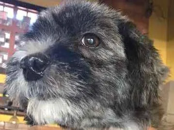 Cachorro ra a SRD idade 1 ano nome Estrela e Lua