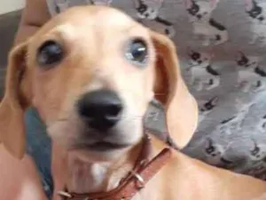 Cachorro raça Dachshund - Salsicha idade 2 a 6 meses nome Miudinha