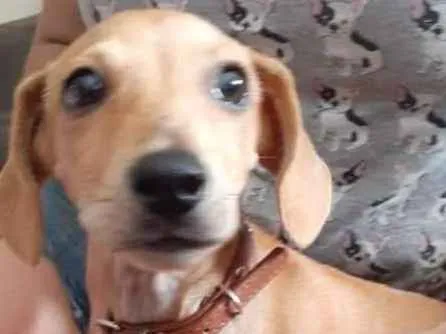 Cachorro ra a Dachshund - Salsicha idade 2 a 6 meses nome Miudinha
