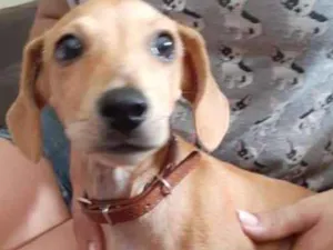 Cachorro raça Dachshund - Salsicha idade 2 a 6 meses nome Miudinha