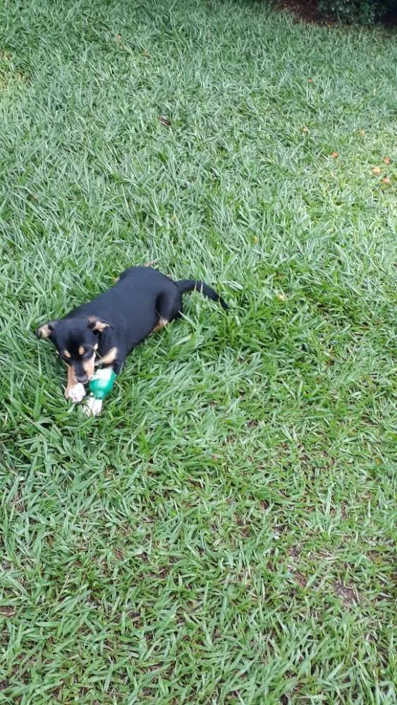 Cachorro ra a Mestiço  idade 2 a 6 meses nome Sem nomes 