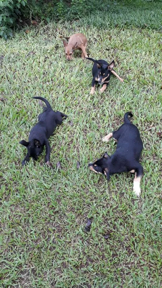Cachorro ra a Mestiço  idade 2 a 6 meses nome Sem nomes 