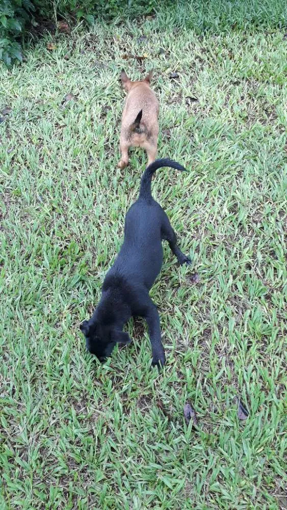 Cachorro ra a Mestiço  idade 2 a 6 meses nome Sem nomes 