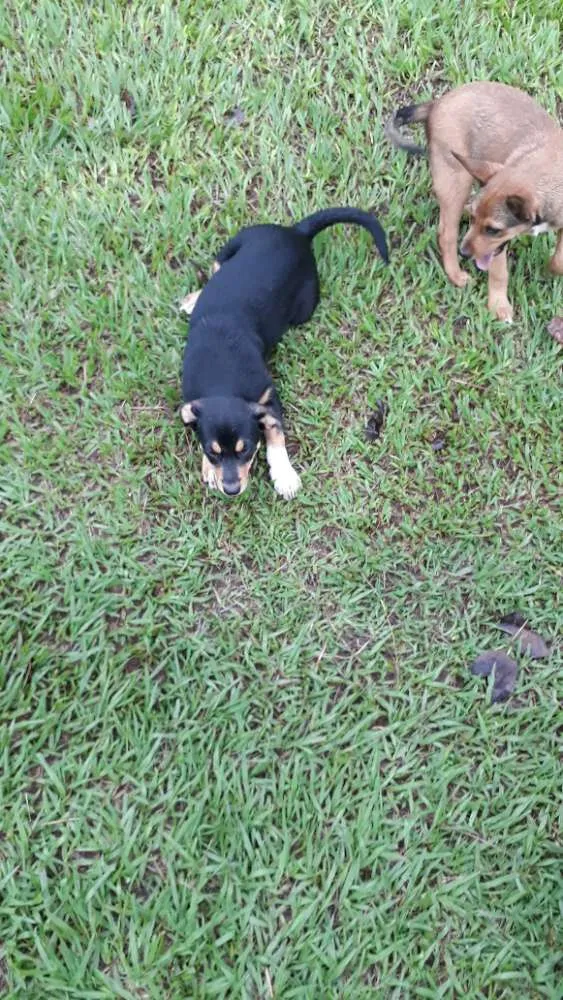 Cachorro ra a Mestiço  idade 2 a 6 meses nome Sem nomes 