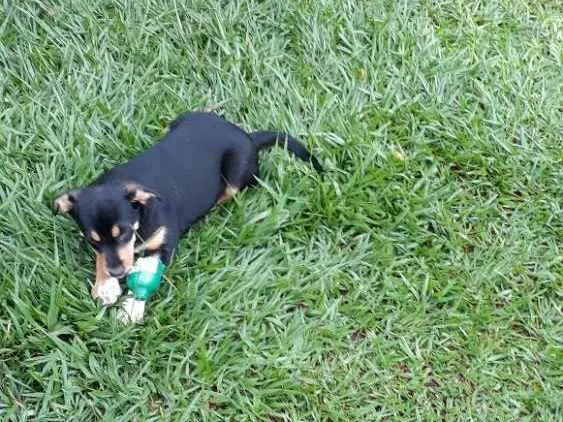 Cachorro ra a Mestiço  idade 2 a 6 meses nome Sem nomes 