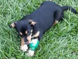 Cachorro ra a Mestiço  idade 2 a 6 meses nome Sem nomes 
