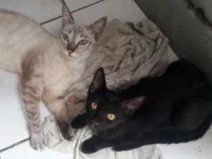 Gato raça Mestiça  idade 2 a 6 meses nome Sem nome