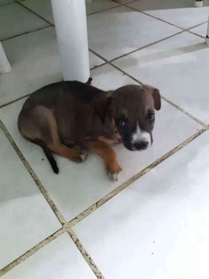 Cachorro raça Indefinida idade 2 a 6 meses nome Nao tem