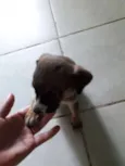 Nao tem