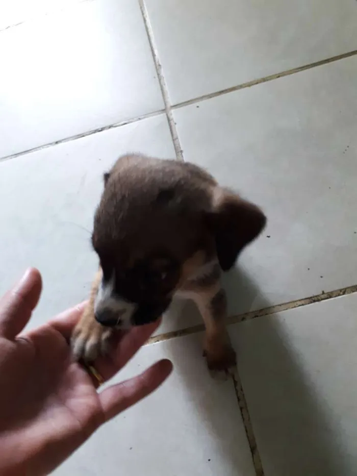 Cachorro raça Indefinida idade 2 a 6 meses nome Nao tem