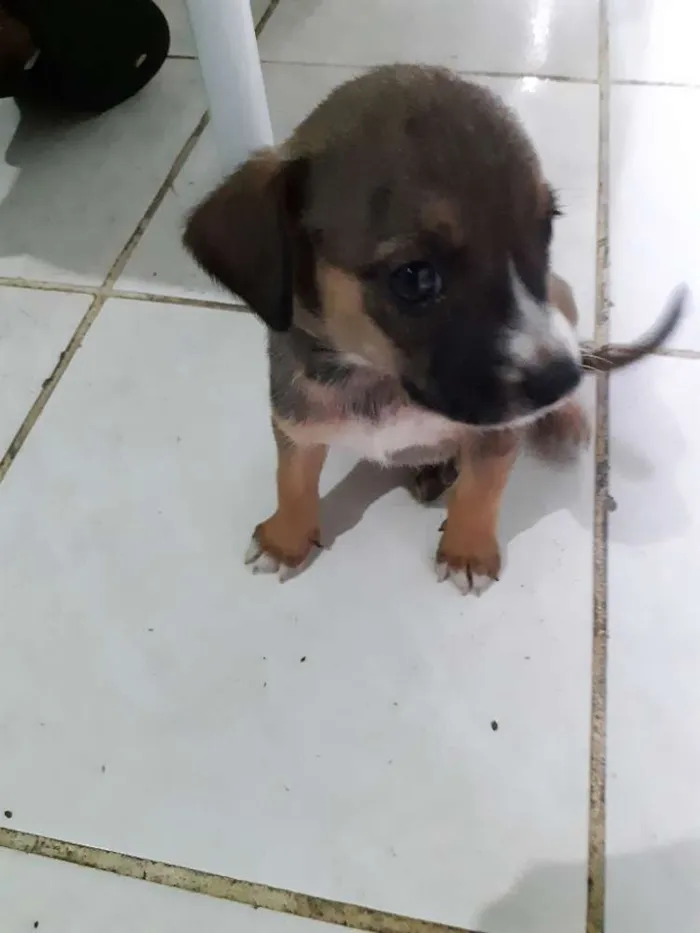 Cachorro raça Indefinida idade 2 a 6 meses nome Nao tem