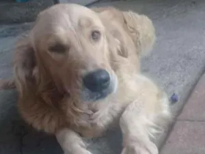 Cachorro raça Golden Retrive idade 5 anos nome Maggie