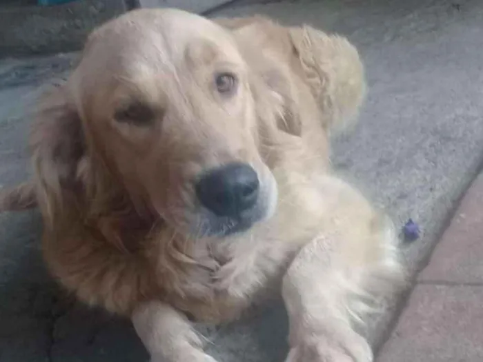 Cachorro ra a Golden Retrive idade 5 anos nome Maggie