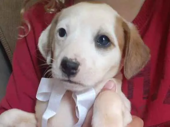 Cachorro ra a Vira Latas idade Abaixo de 2 meses nome Sky e boy