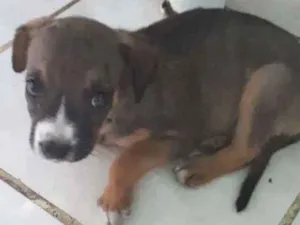 Cachorro raça Indefinida idade 2 a 6 meses nome Nao tem