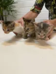 Gatinhos