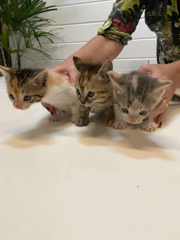 Gato ra a SRD idade Abaixo de 2 meses nome Gatinhos