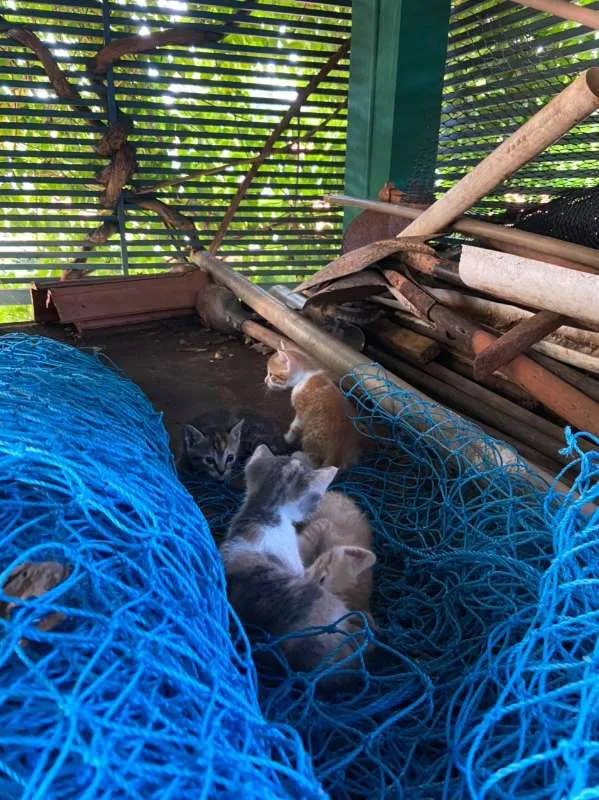 Gato ra a SRD idade Abaixo de 2 meses nome Gatinhos