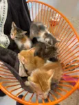 Gatinhos