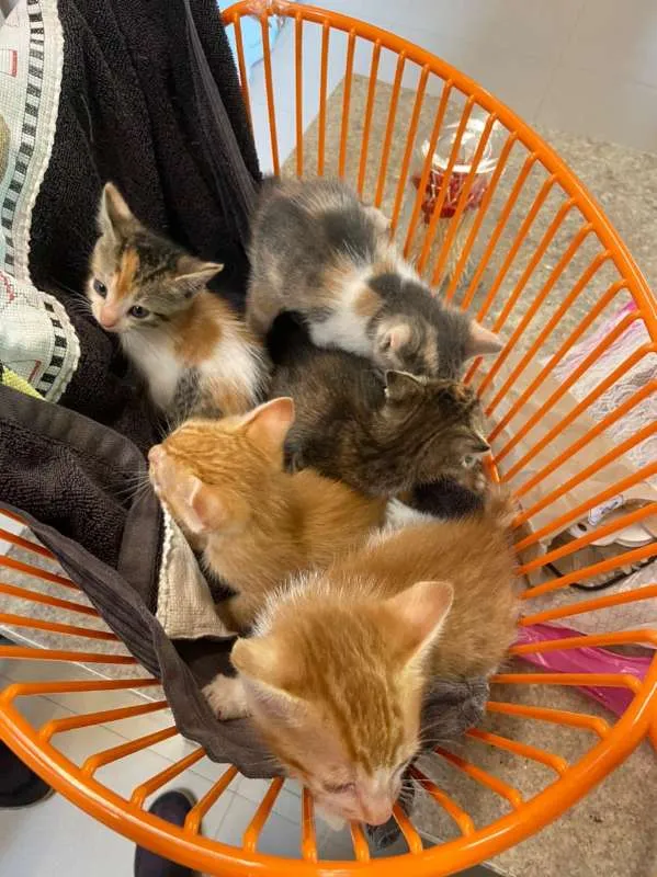 Gato ra a SRD idade Abaixo de 2 meses nome Gatinhos