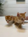 Gatinhos