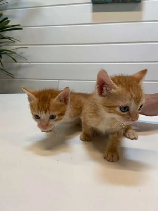 Gato ra a SRD idade Abaixo de 2 meses nome Gatinhos