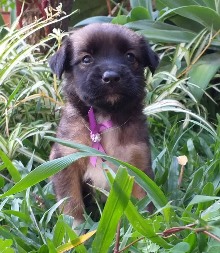Cachorro ra a Vira Lata idade Abaixo de 2 meses nome Ainda não possuem no