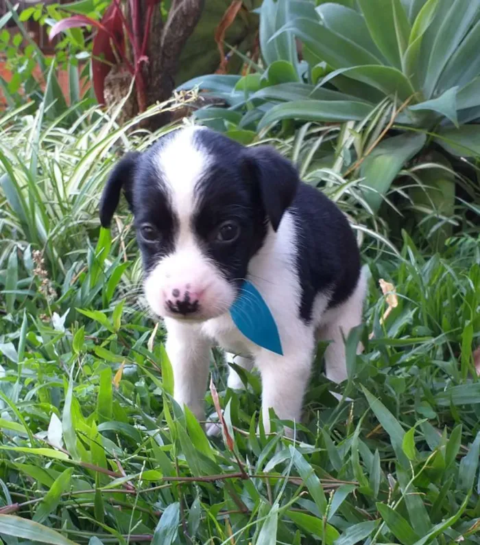 Cachorro ra a Vira Lata idade Abaixo de 2 meses nome Ainda não possuem no