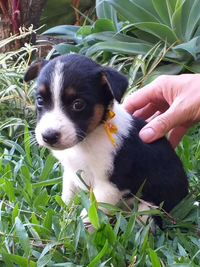 Cachorro ra a Vira Lata idade Abaixo de 2 meses nome Ainda não possuem no