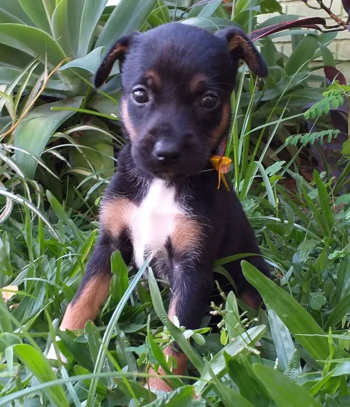 Cachorro ra a Vira Lata idade Abaixo de 2 meses nome Ainda não possuem no