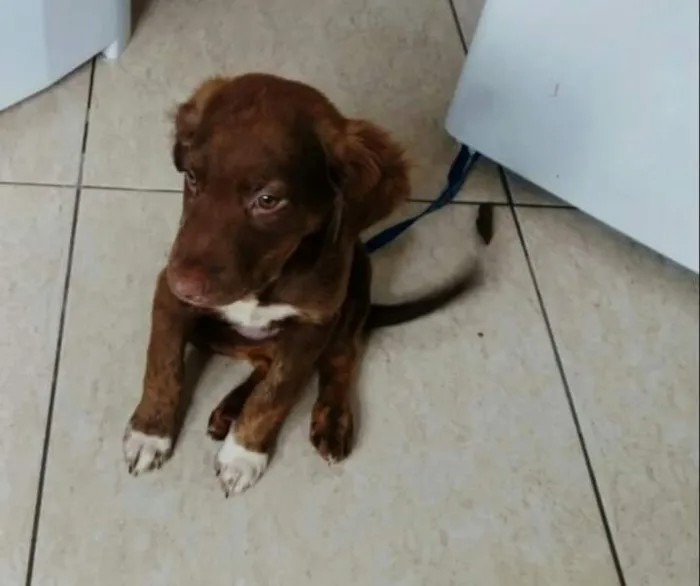 Cachorro ra a Pitbull com labrador  idade 2 a 6 meses nome Luna e rathi