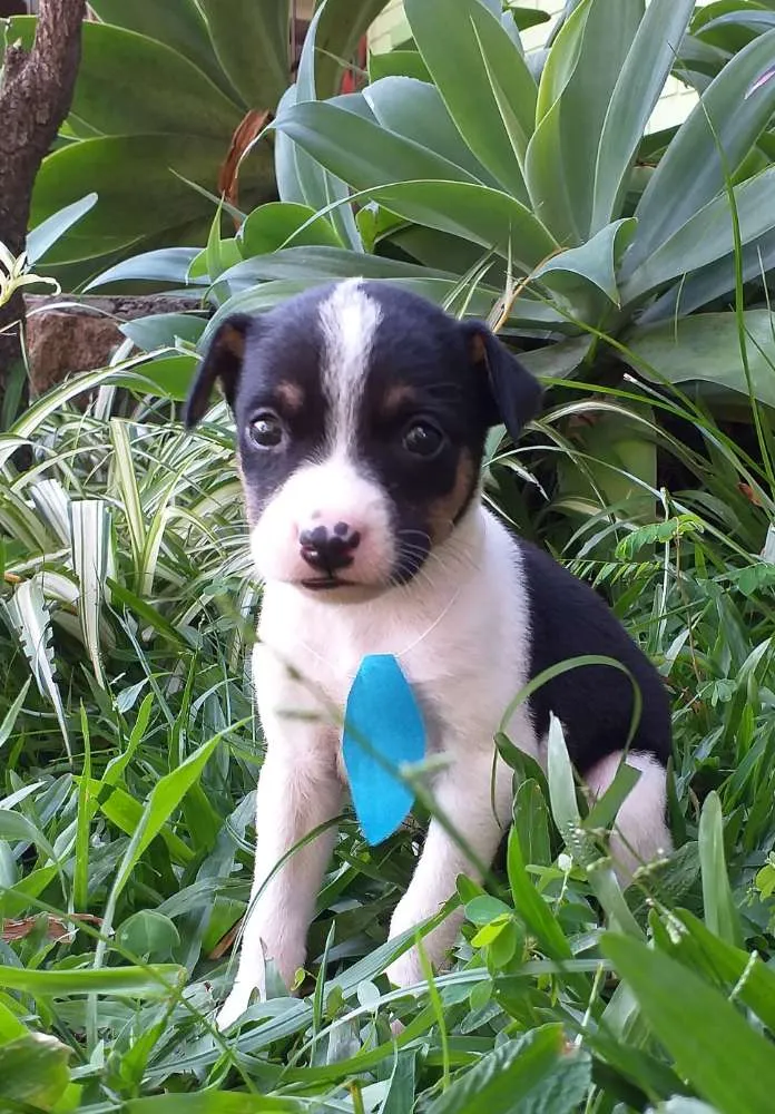 Cachorro ra a Vira Lata idade Abaixo de 2 meses nome Ainda não possuem no