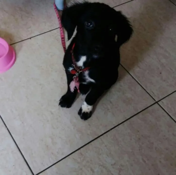 Cachorro ra a Pitbull com labrador  idade 2 a 6 meses nome Luna e rathi