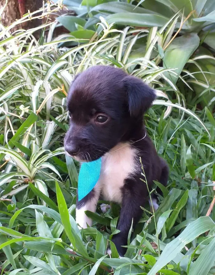 Cachorro ra a Vira Lata idade Abaixo de 2 meses nome Ainda não possuem no