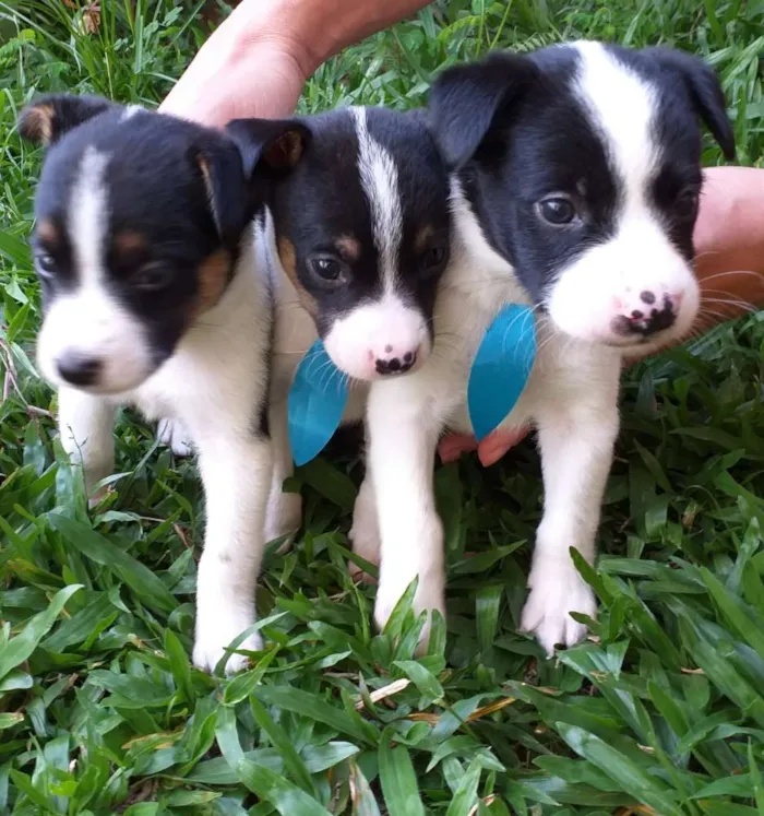 Cachorro ra a Vira Lata idade Abaixo de 2 meses nome Ainda não possuem no