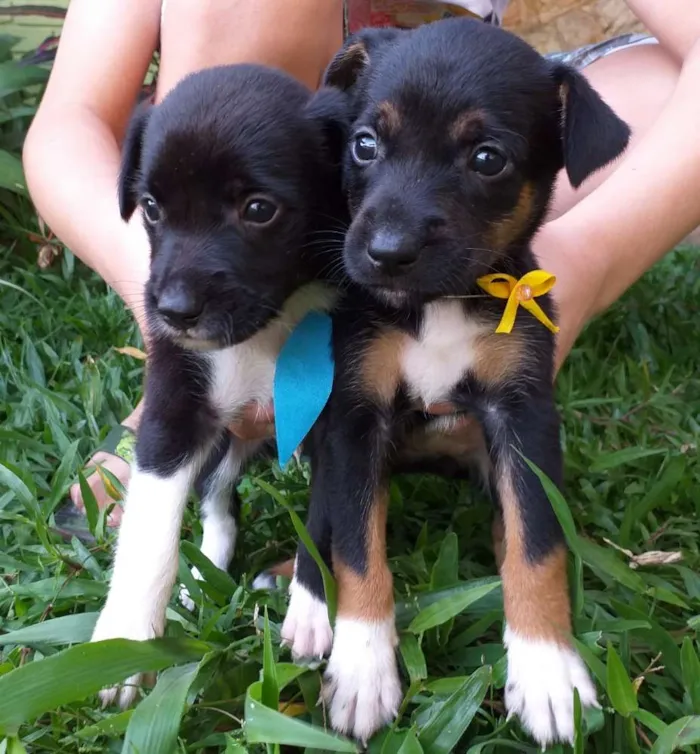 Cachorro ra a Vira Lata idade Abaixo de 2 meses nome Ainda não possuem no