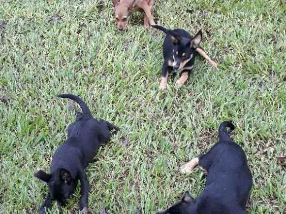 Cachorro ra a Mestiço  idade 2 a 6 meses nome Sem nomes 