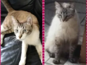 Gato raça Siames o Macho idade Abaixo de 2 meses nome George e Lua