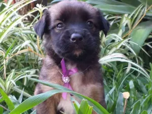 Cachorro raça Vira Lata idade Abaixo de 2 meses nome Ainda não possuem no